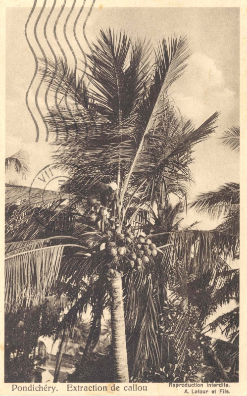 15-30 - Pondichery - extraction de callou - 3